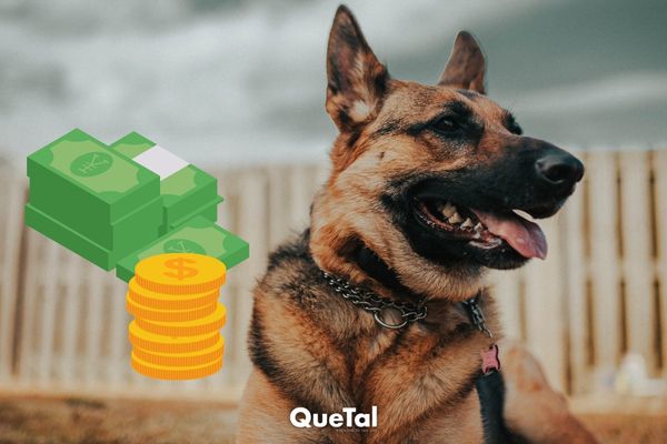 Gunther's Millions: el perro de 400 millones, su culto y de dónde viene su dinero 